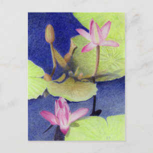 Cartão postal Waterlily Rosa Lotus