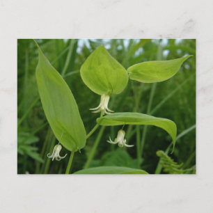 Cartão Postal Watermelon Berry Blossoms, Ilha de Unalaska