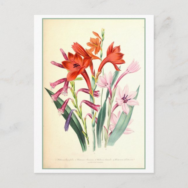 Cartão Postal Watsonia Botanical Illustration Vintage (Frente)