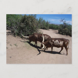 Cartão Postal Watusi Ankole Cattle