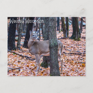 Cartão Postal Wausau Wisconsin Deer
