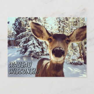 Cartão Postal Wausau Wisconsin Postcard Cute Deer