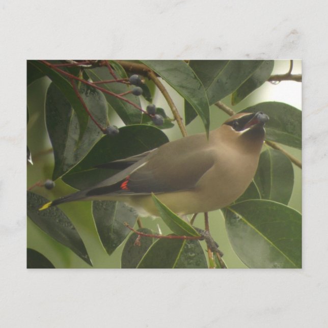 Cartão Postal Waxwing com Berry (Frente)