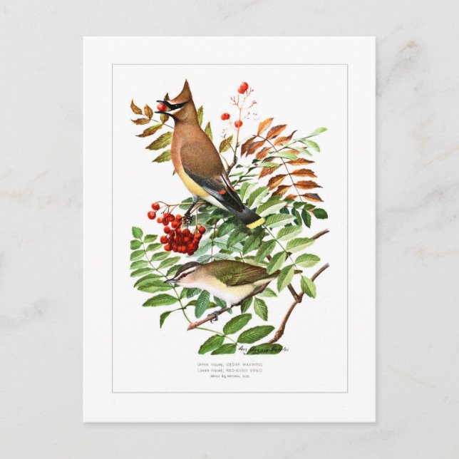 Cartão Postal Waxwing e Vireo (Frente)
