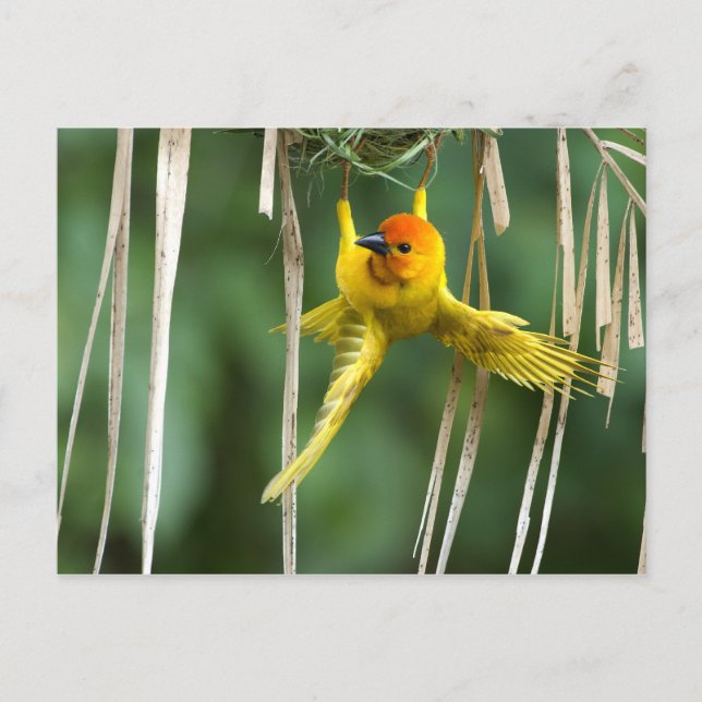 Cartão Postal Weber Bird (Frente)