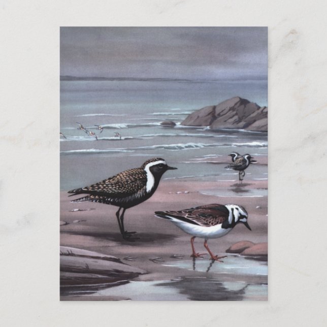 Cartão Postal Weber's Plovers & Turnstones (Frente)
