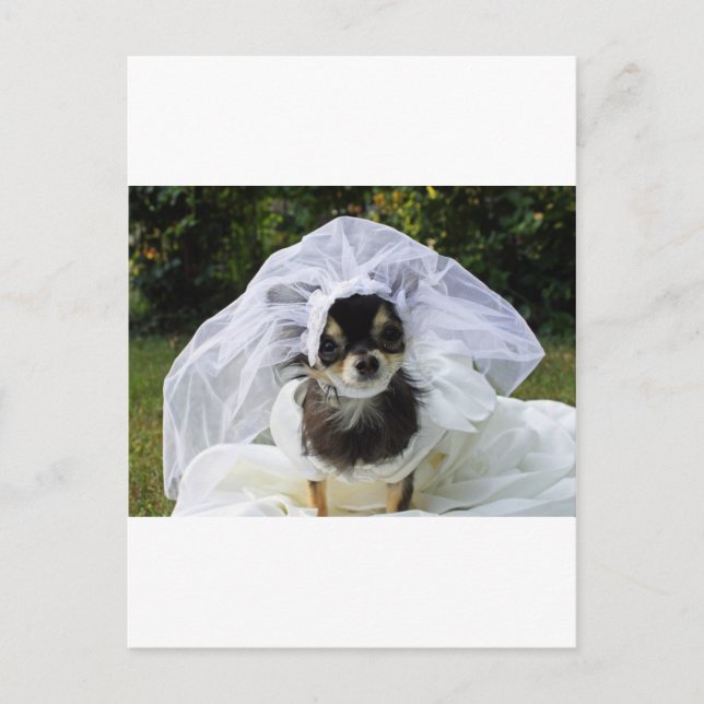 Cartão Postal Wedding Chihuahua Bride (Frente)
