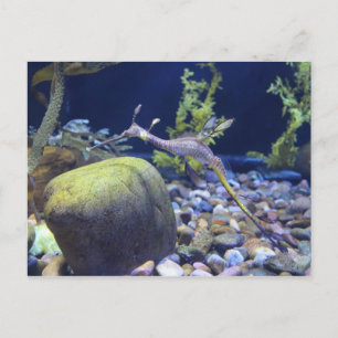 Cartão Postal Weedy Seadragon # 1