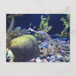 Cartão Postal Weedy Seadragon # 2