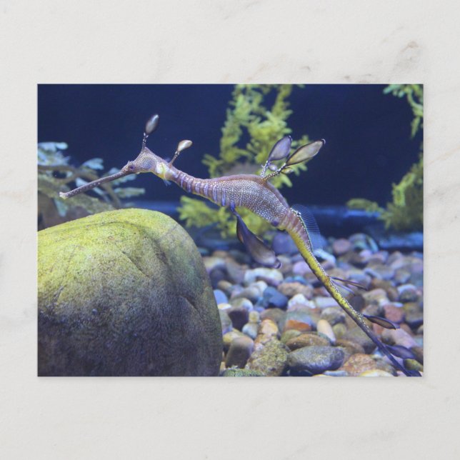 Cartão Postal Weedy Seadragon # 3 (Frente)