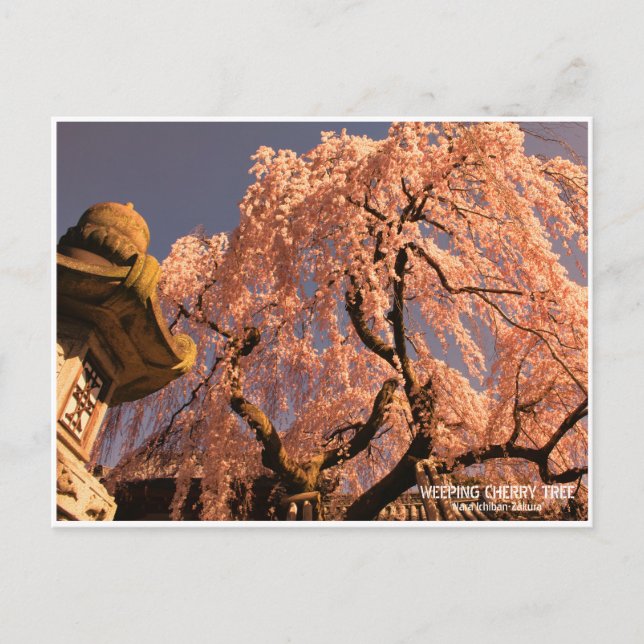 Cartão Postal Weeping cherry tree ("Nara Ichiban-Zakura") (Frente)