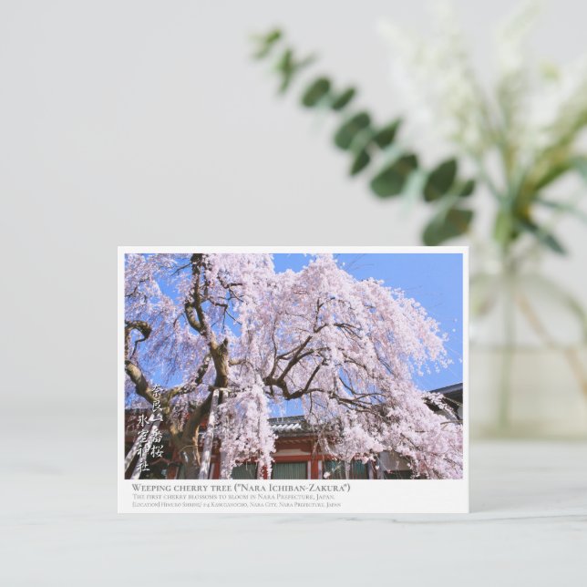Cartão Postal Weeping cherry tree ("Nara Ichiban-Zakura") ポストカード (Em pé/Frente)