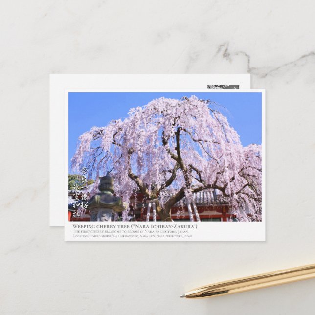 Cartão Postal Weeping cherry tree ("Nara Ichiban-Zakura") ポストカード (Frente/Verso In Situ)
