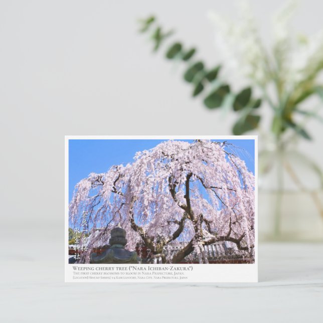 Cartão Postal Weeping cherry tree ("Nara Ichiban-Zakura") ポストカード (Em pé/Frente)