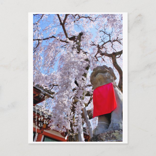 Cartão Postal Weeping cherry tree ("Nara Ichiban-Zakura") ポストカード (Frente)
