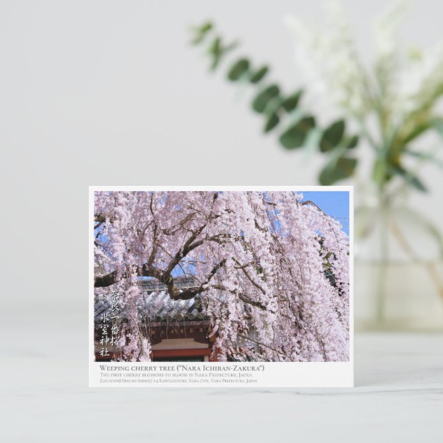 Cartão Postal Weeping cherry tree ("Nara Ichiban-Zakura") ポストカード (Em pé/Frente)