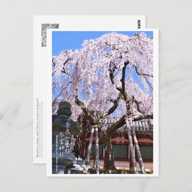 Cartão Postal Weeping cherry tree ("Nara Ichiban-Zakura") ポストカード (Frente/Verso)