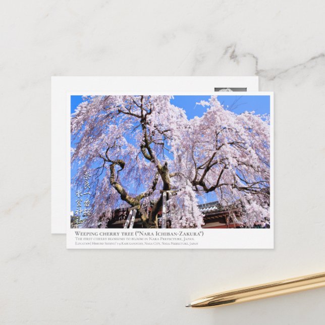 Cartão Postal Weeping cherry tree ("Nara Ichiban-Zakura") ポストカード (Frente/Verso In Situ)