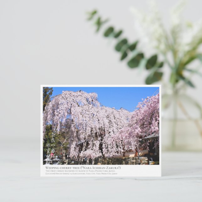 Cartão Postal Weeping cherry tree ("Nara Ichiban-Zakura") ポストカード (Em pé/Frente)