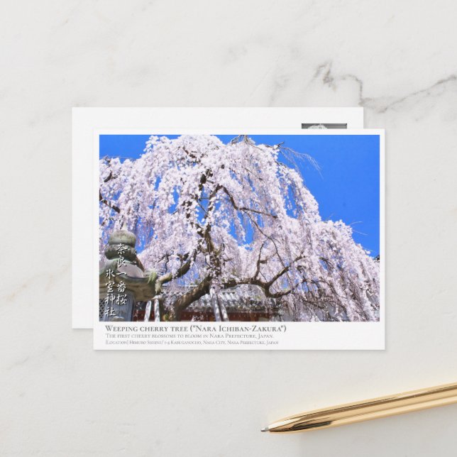 Cartão Postal Weeping cherry tree ("Nara Ichiban-Zakura") ポストカード (Frente/Verso In Situ)