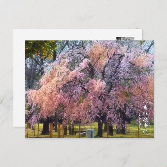 Cartão Postal Weeping Cherry: Yae-benishidare ポストカード (Frente/Verso)