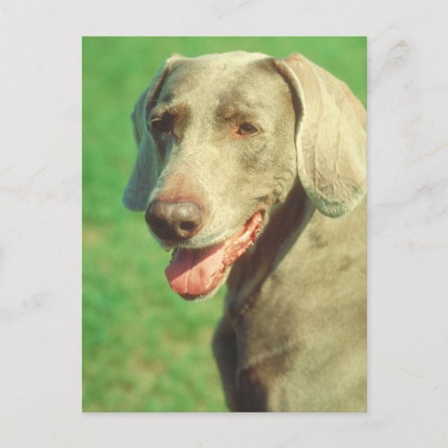 Cartão Postal Weimaraner (Frente)