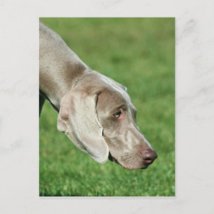 Cartão Postal Weimaraner