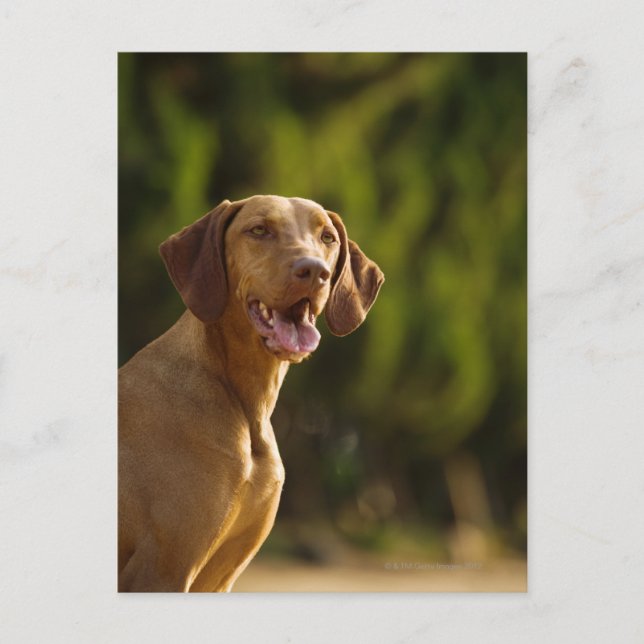 Cartão Postal Weimaraner (Frente)