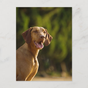 Cartão Postal Weimaraner