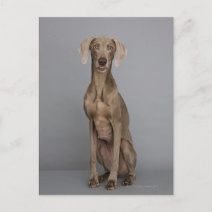 Cartão Postal Weimaraner sentado, tiro de estúdio