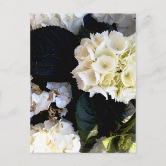 Cartão Postal weissblühenster bailenstock