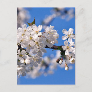 Cartão Postal Weisse Kirschblüten