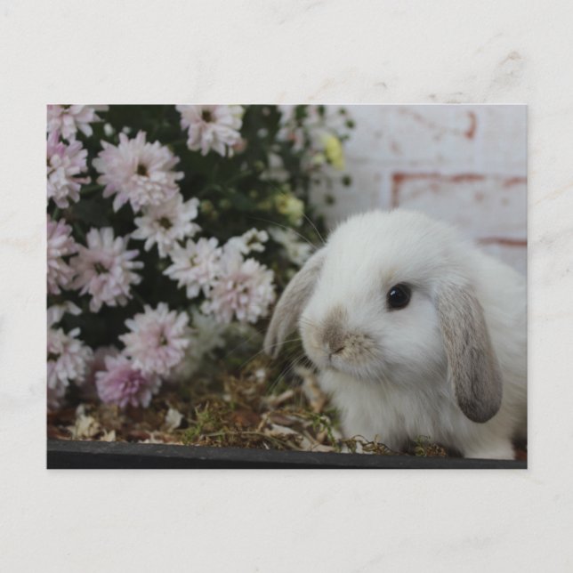 Cartão Postal weißes Häschen, Kaninchen Blumen Osterhase (Frente)