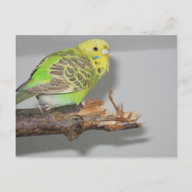 Cartão Postal Wellensittich (Frente)