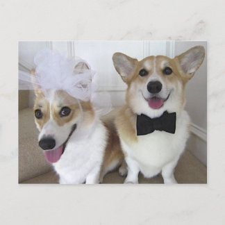 CARTÃO POSTAL WELSH CORGI BRIDE AND GROOM