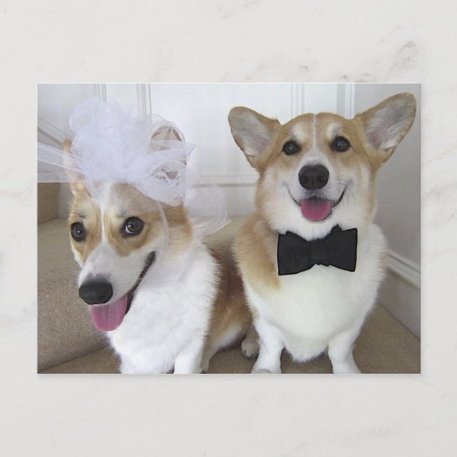 CARTÃO POSTAL WELSH CORGI BRIDE AND GROOM (Frente)