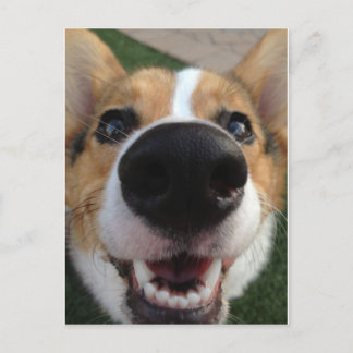 Cartão Postal Welsh Corgi Dog Nose Collection