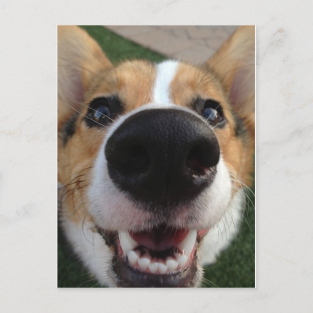 Cartão Postal Welsh Corgi Dog Nose Collection (Frente)