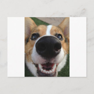 Cartão Postal Welsh Corgi Dog Nose Collection