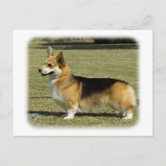Cartão Postal Welsh Corgi (Pembroke) (Frente)