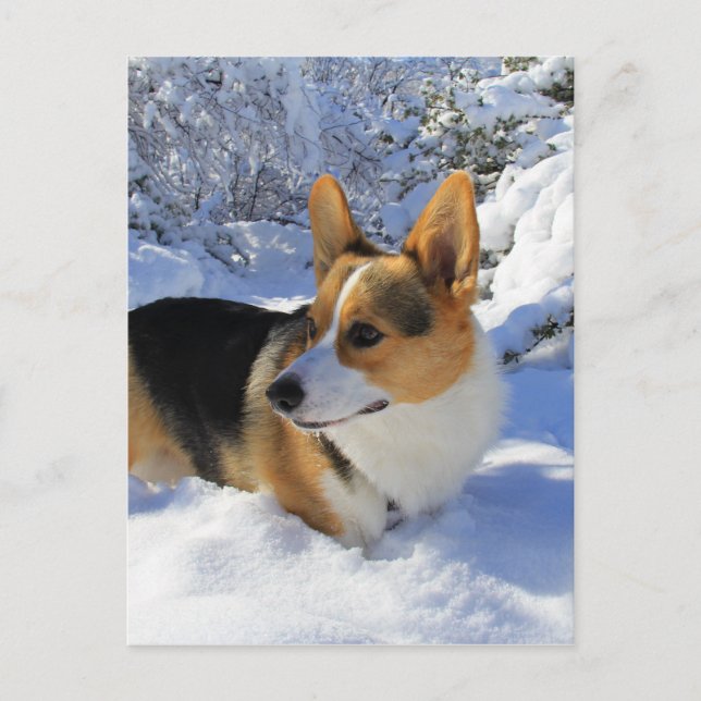 Cartão Postal Welsh Corgi Snow Day (Frente)