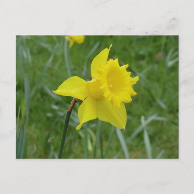 Cartão Postal Welsh Daffodil em Bloom (Frente)