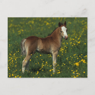 Cartão Postal Welsh Foal
