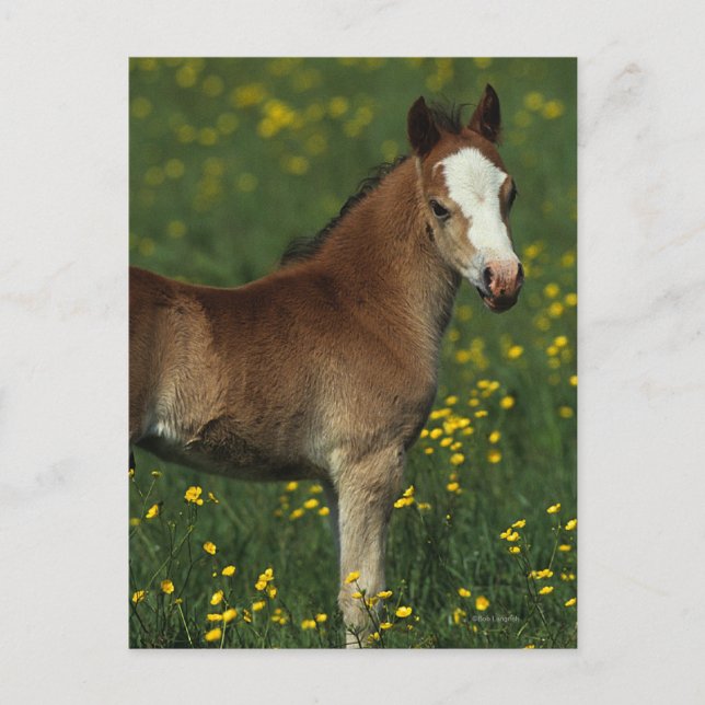 Cartão Postal Welsh Foal (Frente)