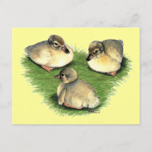 Cartão Postal Welsh Harlequin Ducklings