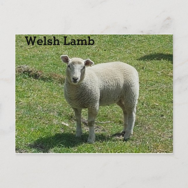 Cartão Postal Welsh Lamb (Frente)