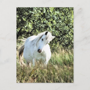 CARTÃO POSTAL WELSH MOUNTAIN PONY