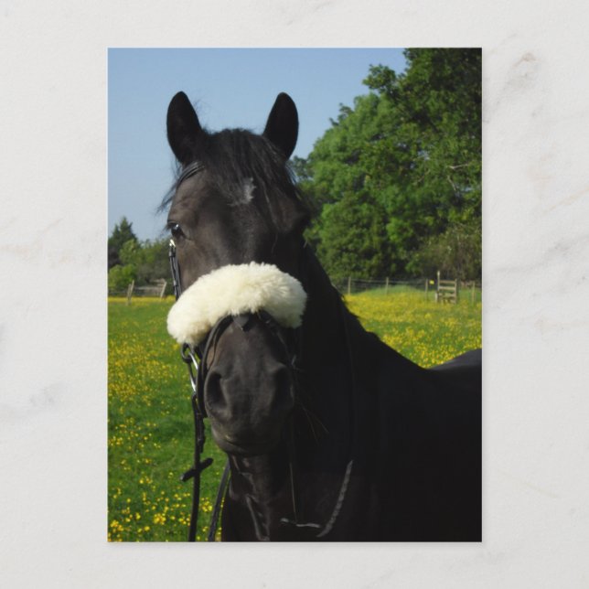 Cartão Postal Welsh Section D (Frente)