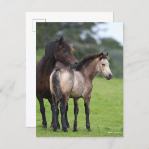 Cartão Postal Welsh Section D Mare e Foal Stander