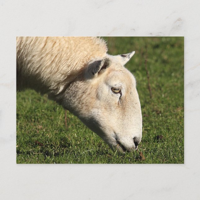 Cartão Postal Welsh Sheep (Frente)